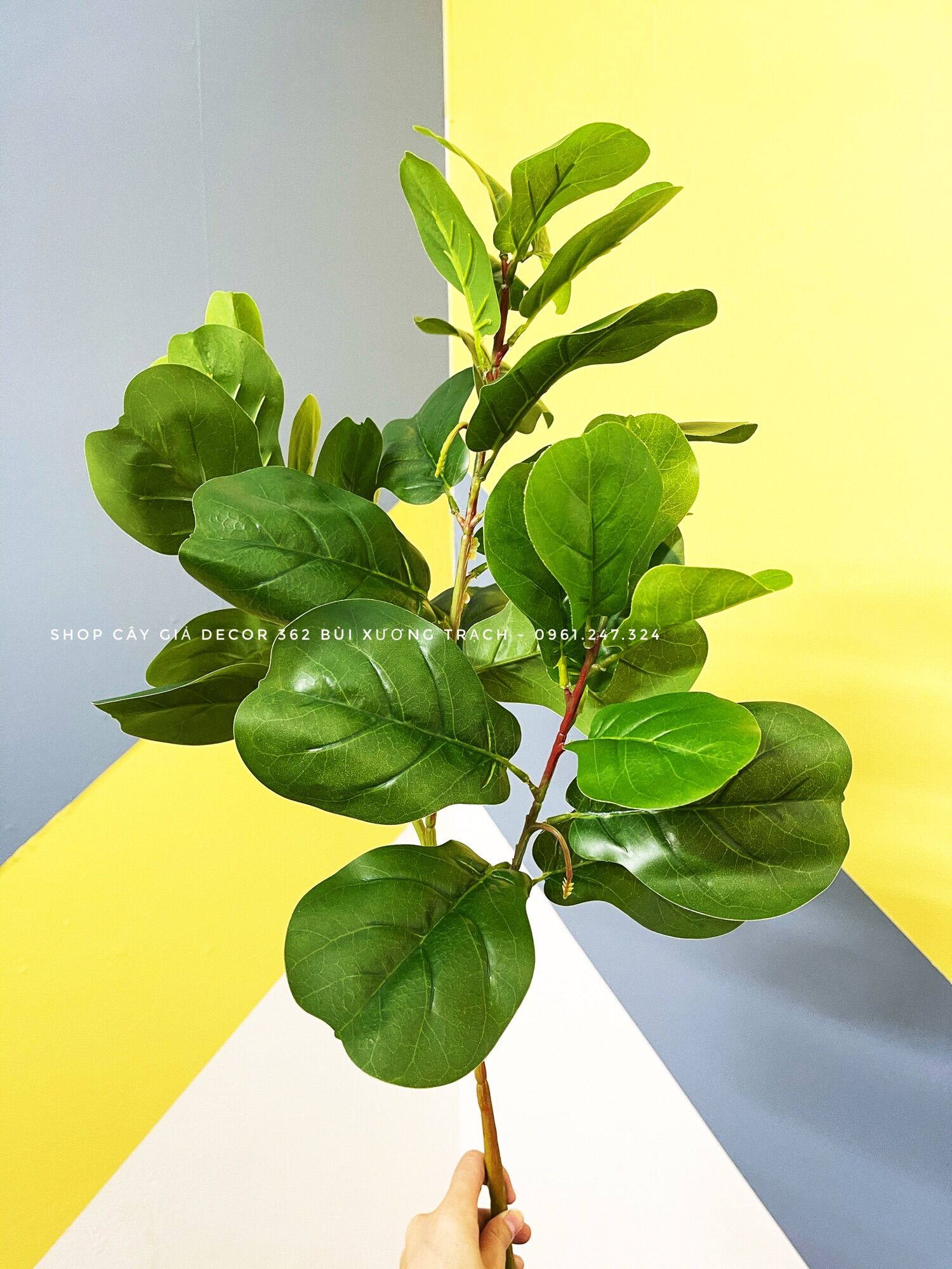 Cành bàng sing 75cm thân mảnh - 3 nhánh