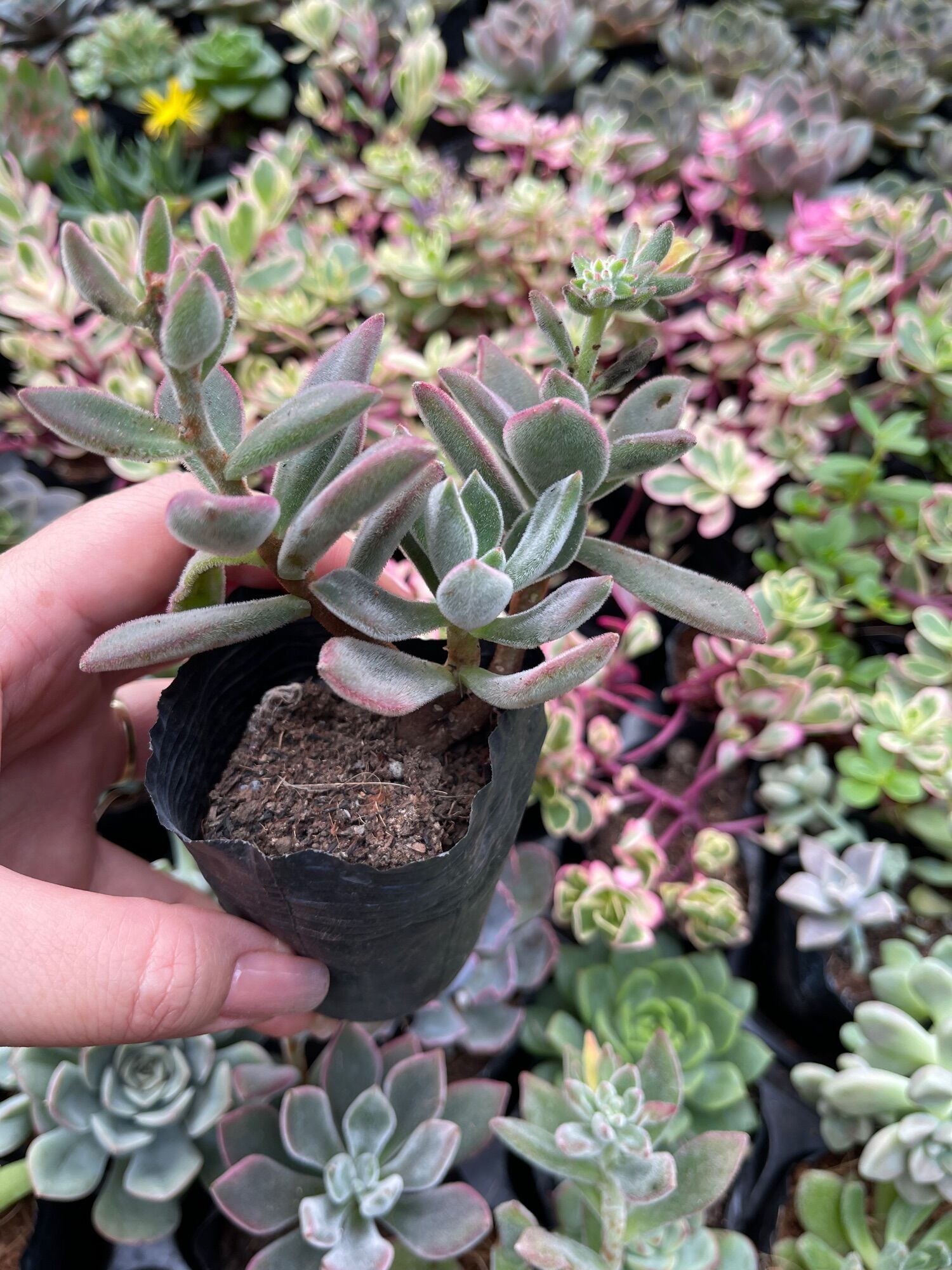 Sen đá nhung đỏ size bầu 3-5 cm
