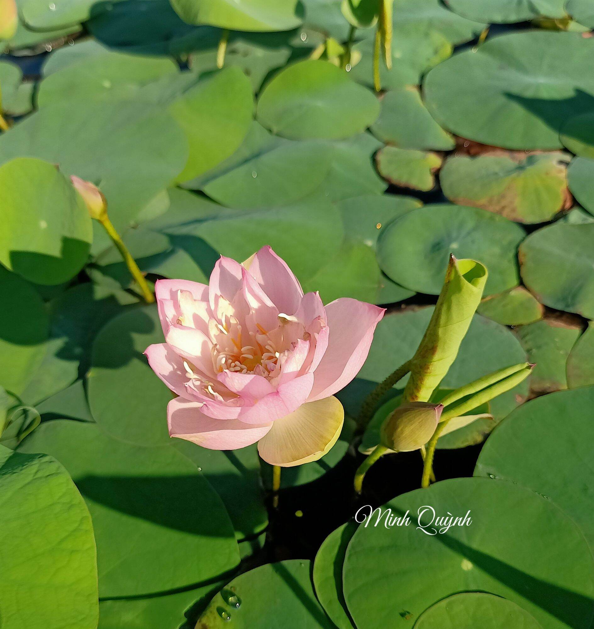 Củ sen mini Keelin