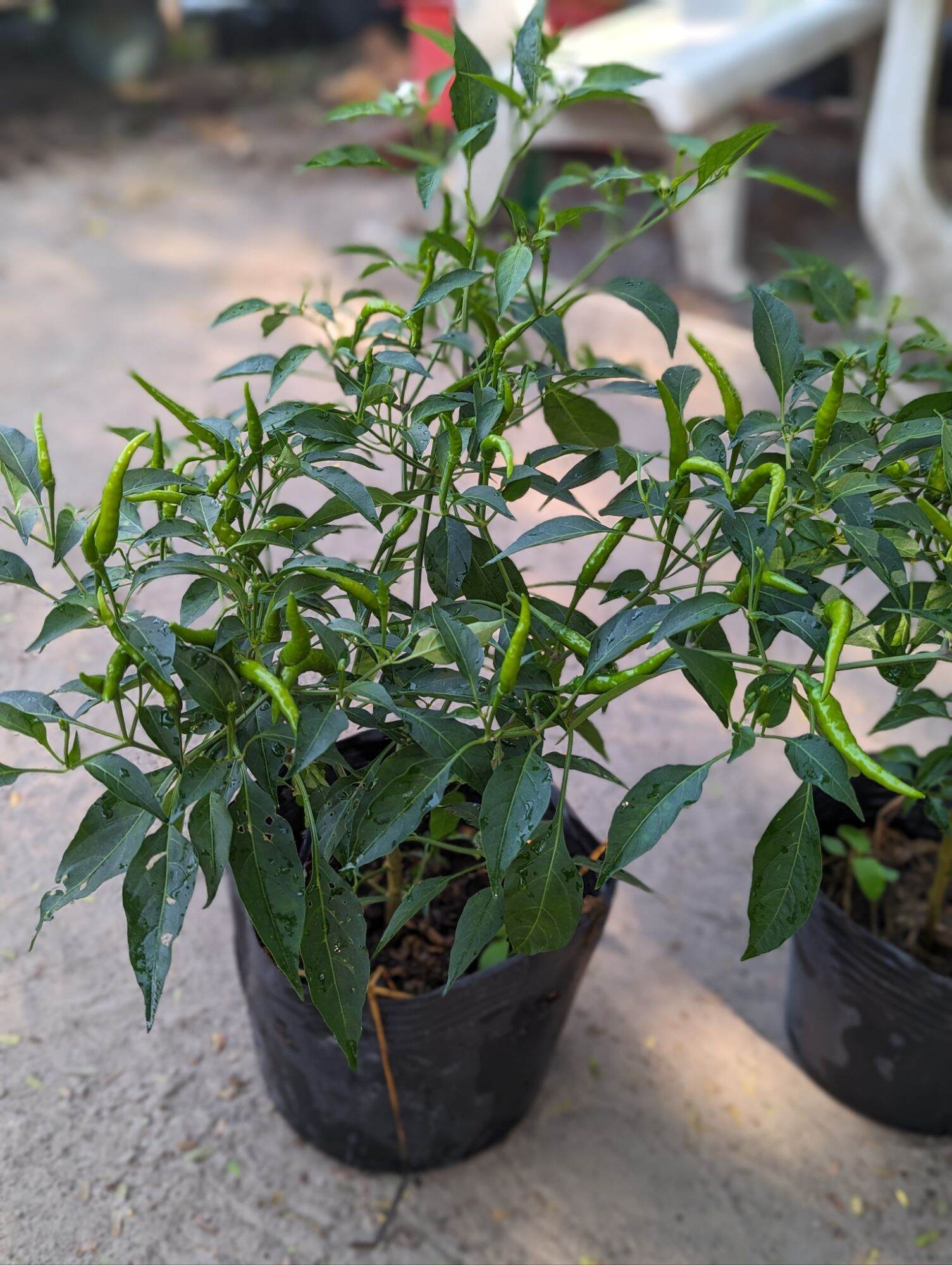 Chậu giống ớt chỉ thiên trưởng thành