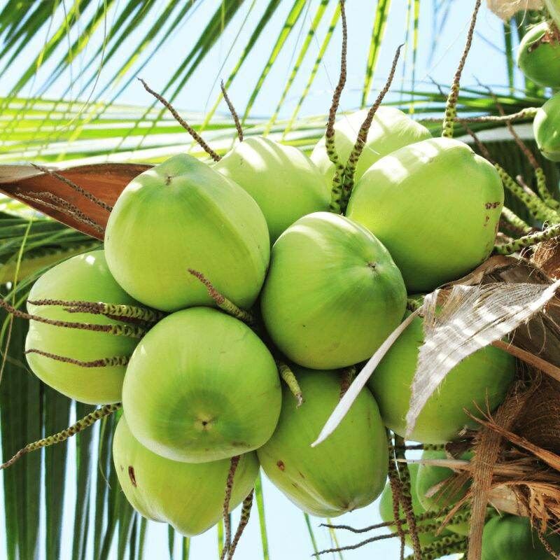 CÂY GIỐNG DỪA XIÊM LÙN