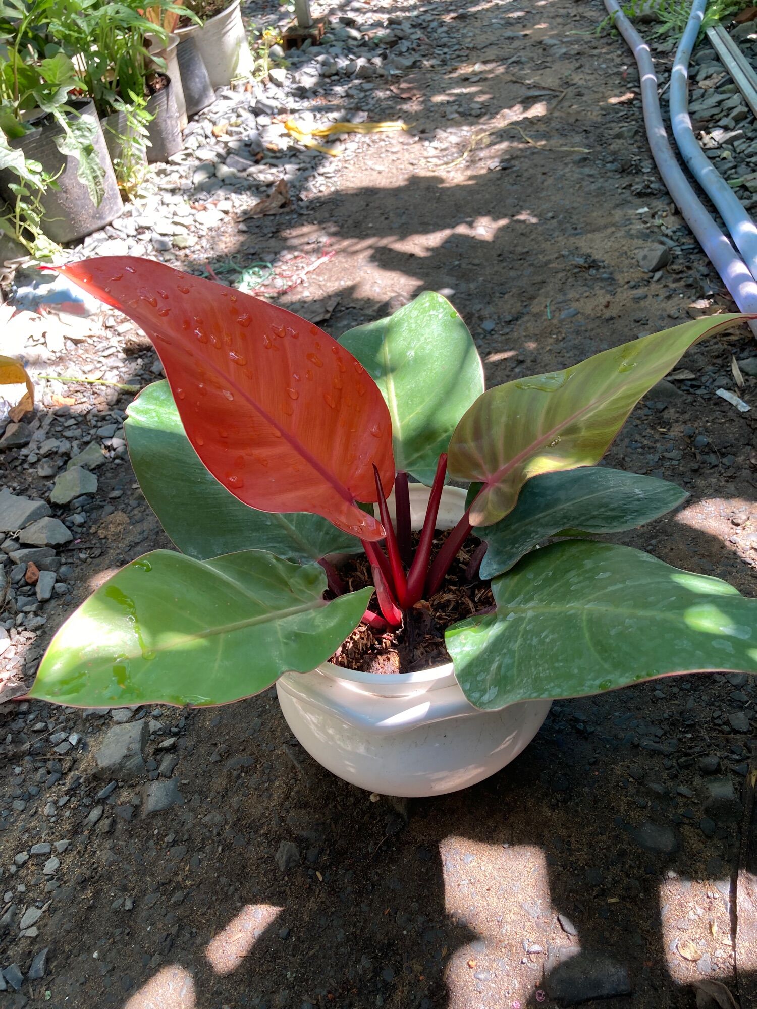 Đế vương đỏ