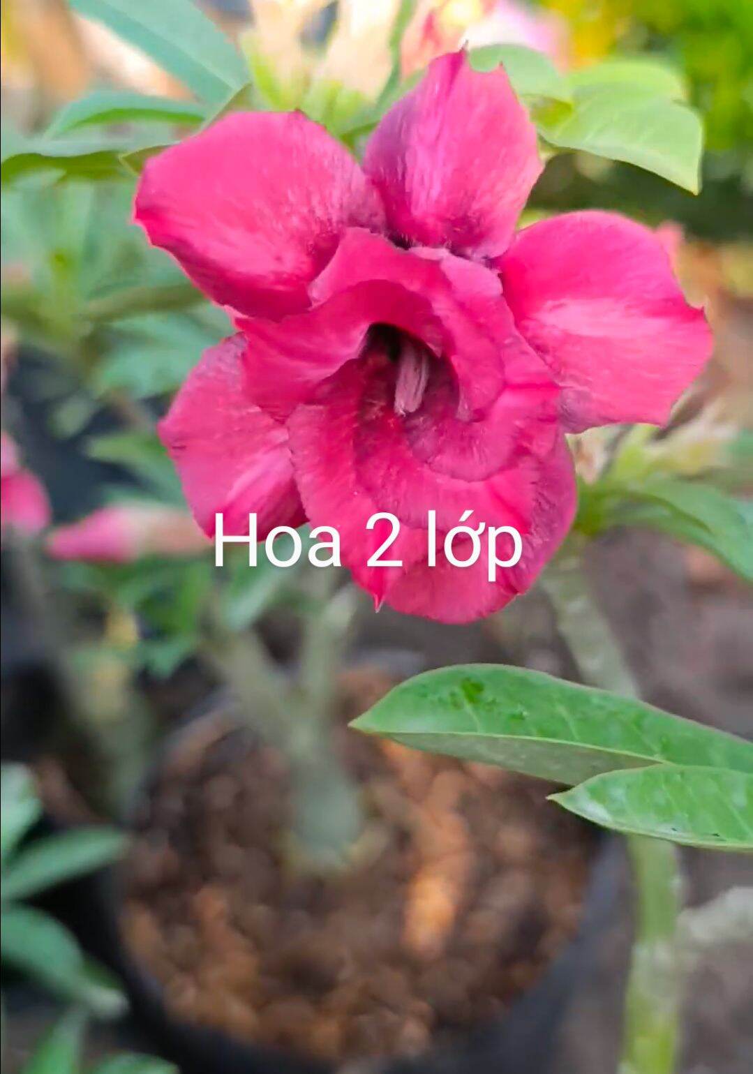 Cây hoa sứ gieo hạt