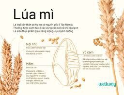 Bột mì nguyên cám 5kg, bột lúa mỳ nguyên cám
