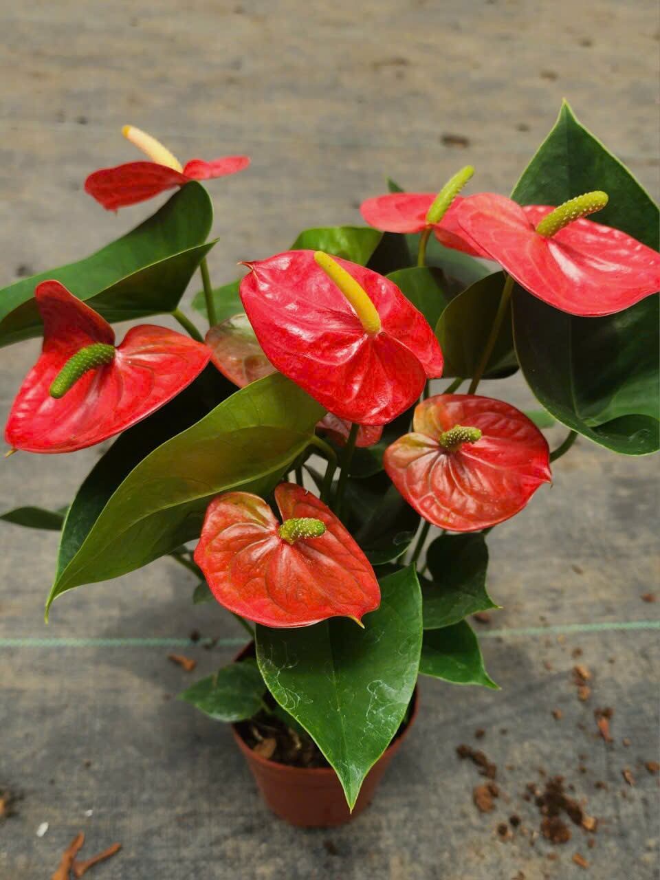 Hoa hồng môn đỏ