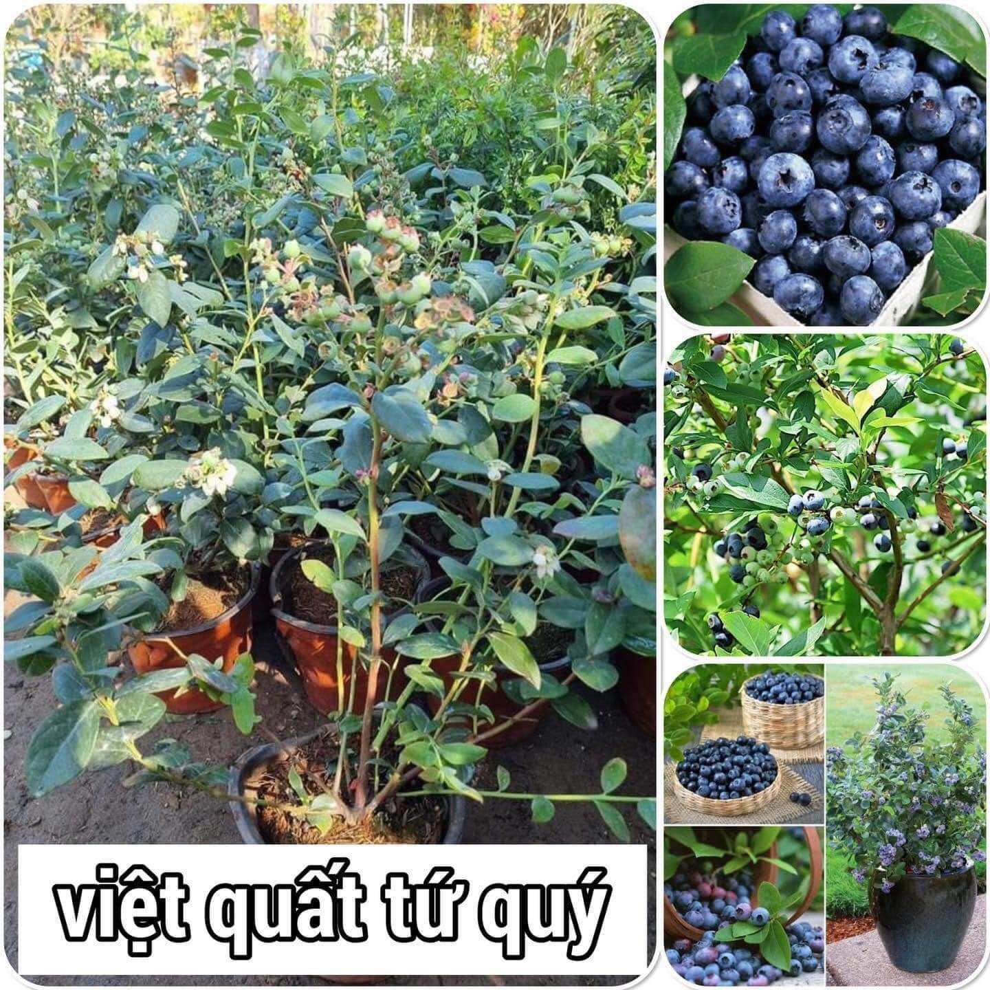Cây giống việt quất tứ quý