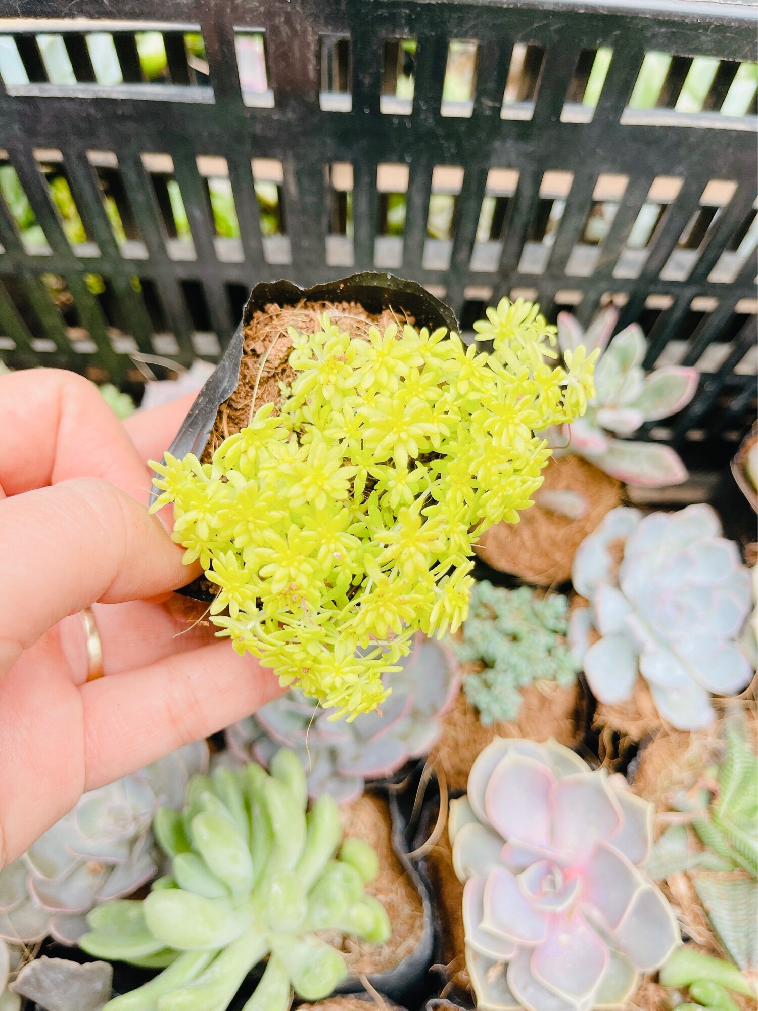 Sen đá sedum vàng size bầu 3-5 cm