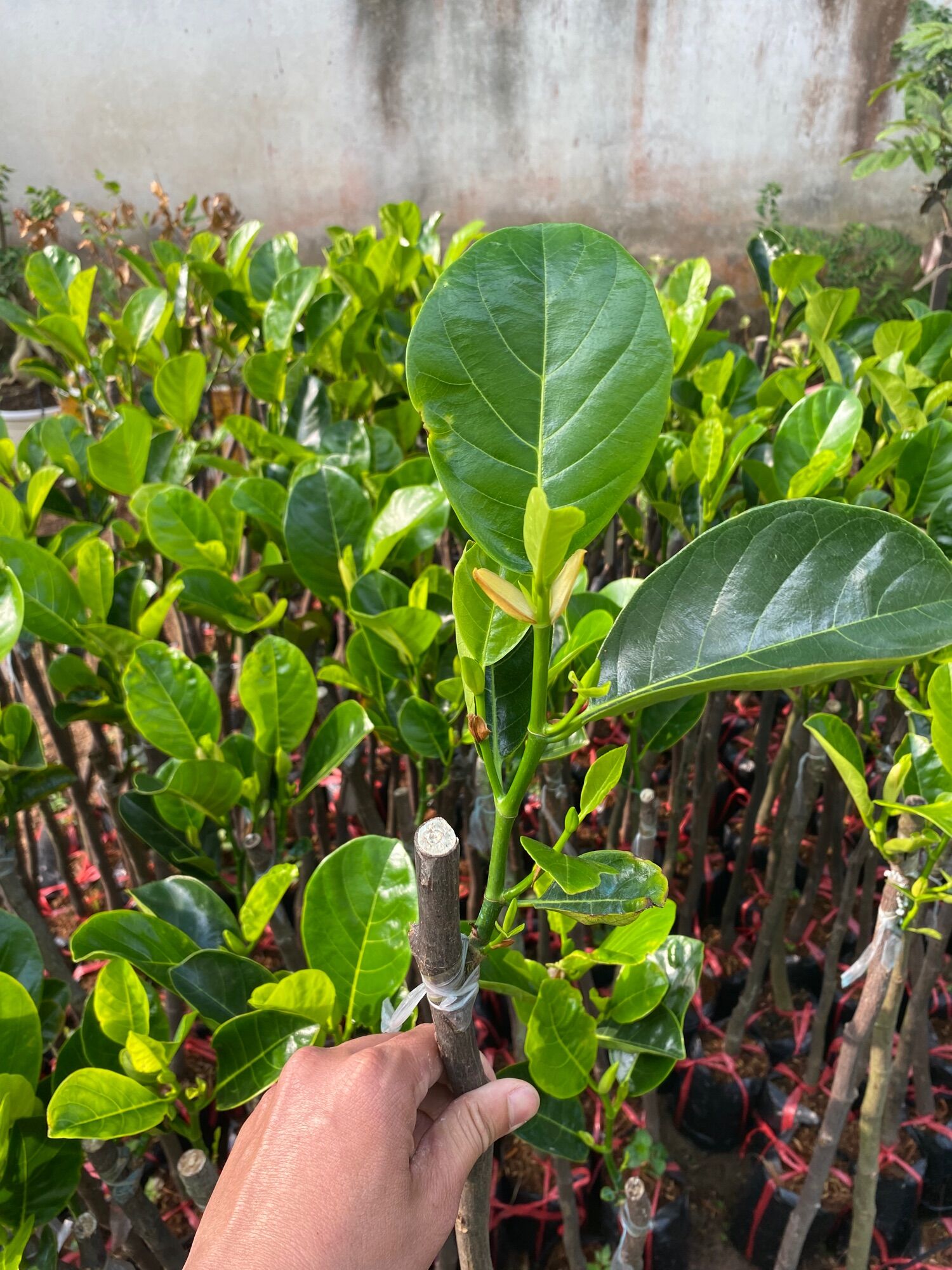 Mít ruột đỏ sơ vàng ( Mít Indo) cây giống