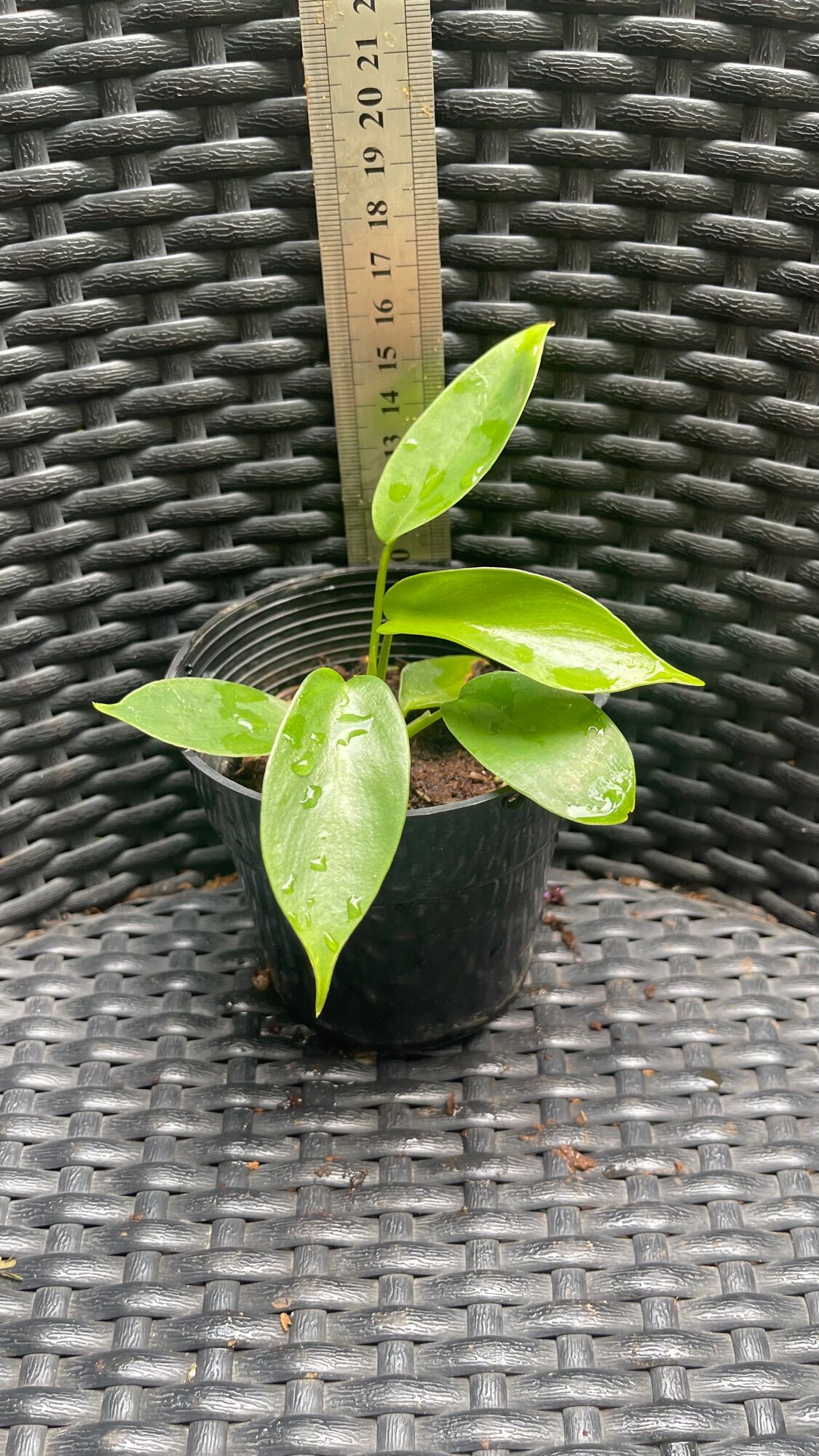 Cây trầu bà cánh én philodendron florida beauty