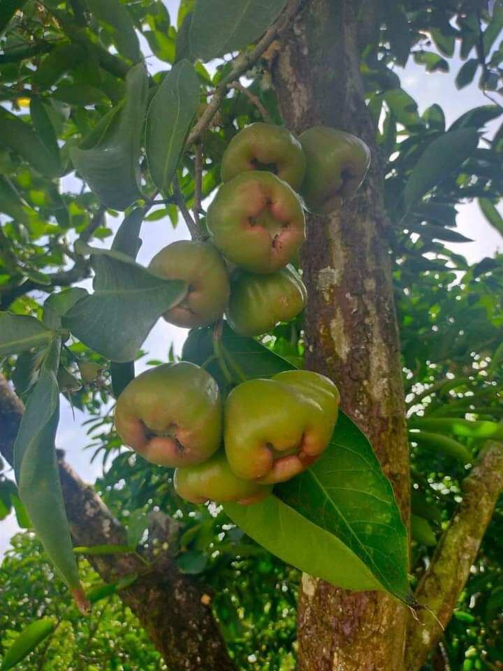 Cây Giống Mận xanh đường 8 hội