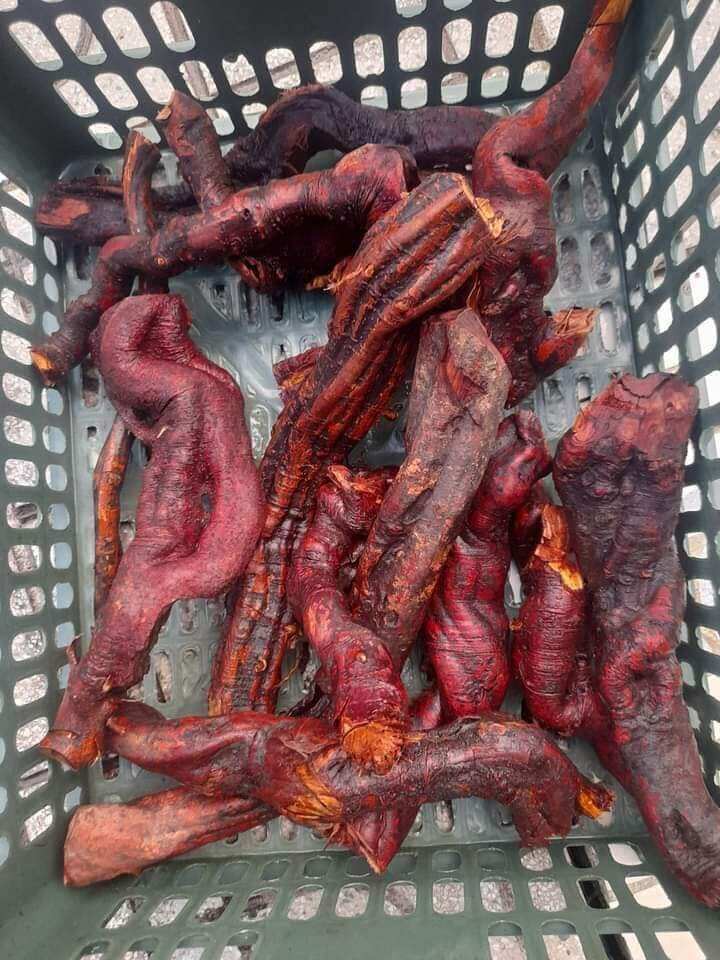 rễ cây mú từn tươi