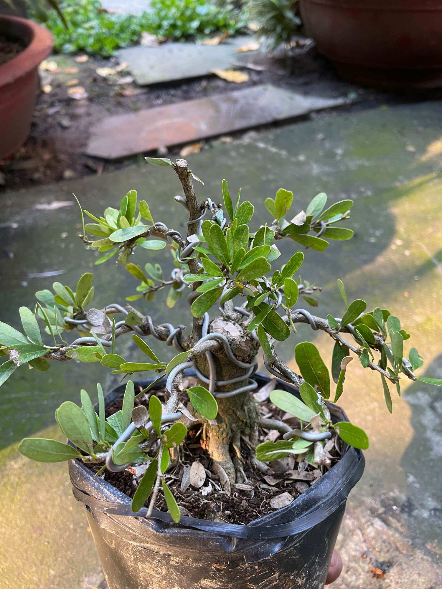 [HCM]Linh sam gốc to dạng phôi bonsai