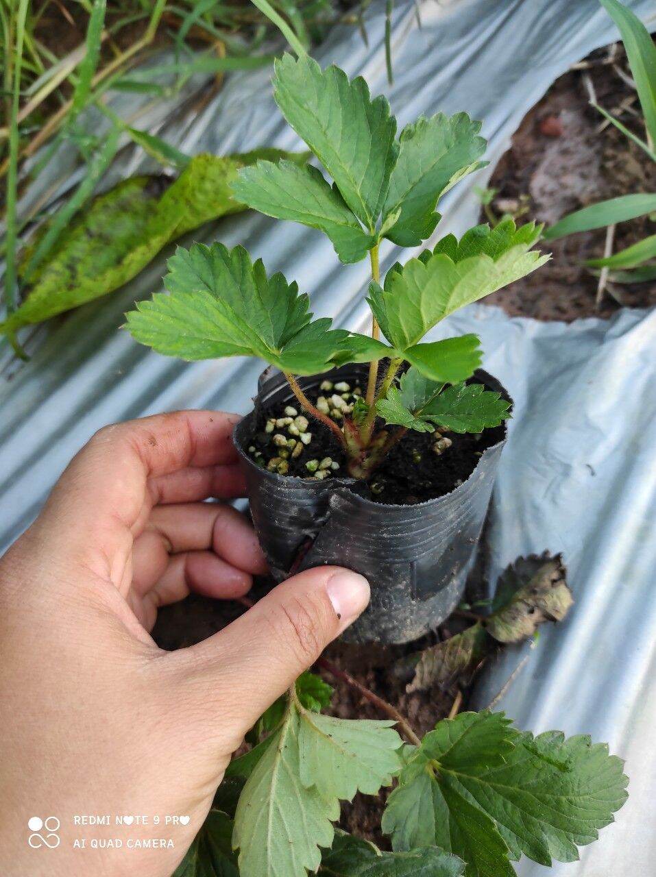 Combo 5 dâu tây Hana chịu nhiệt