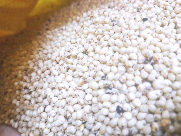Bo bo trắng Úc 1kg