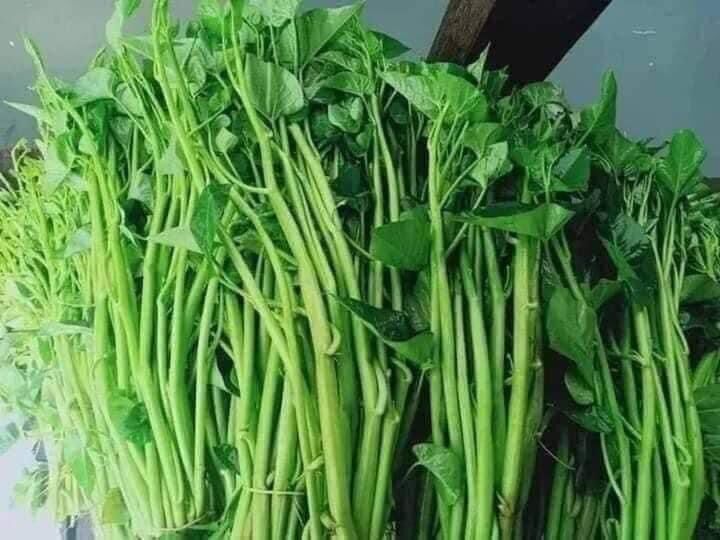 Hạt giống rau muống Thái Lan