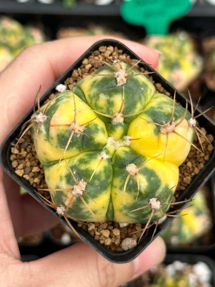 Cây xương rồng Gymno bánh bao lem 5 múi 6 múi- Gymnocalycium Horstii Variegated (Spider Cactus)  (H0