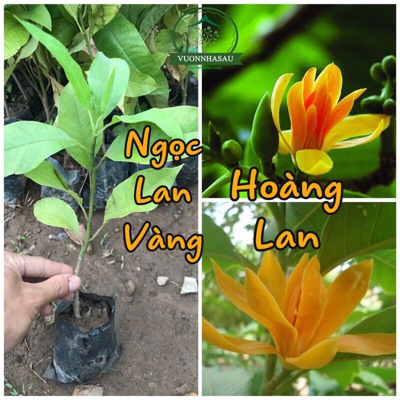 Cây giống hoa Ngọc lan (trắng,vàng)