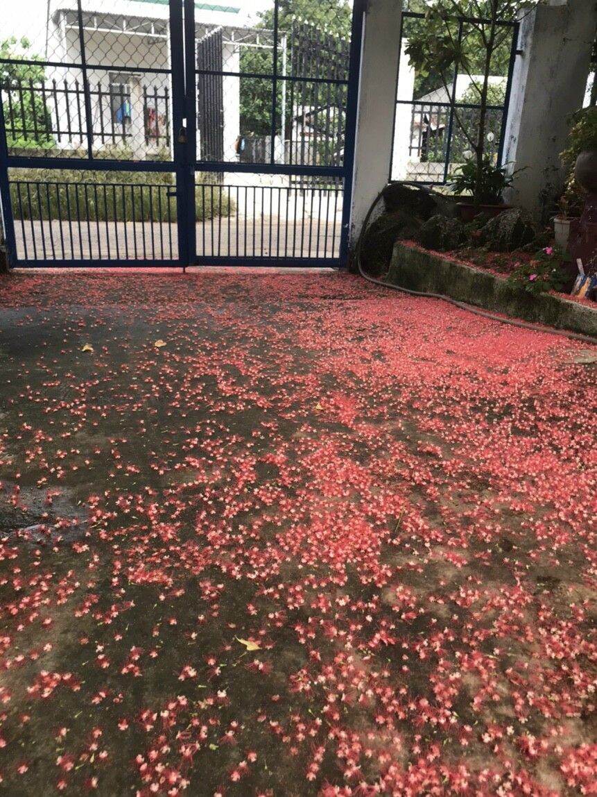 cây Lộc Vừng Đỏ