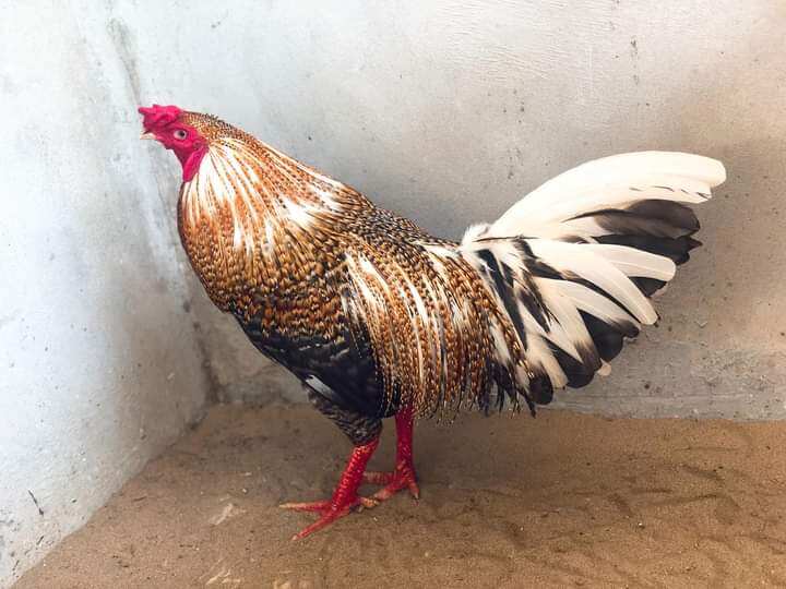 10 Trứng Gà háo chiến ấp nỡ con giống
