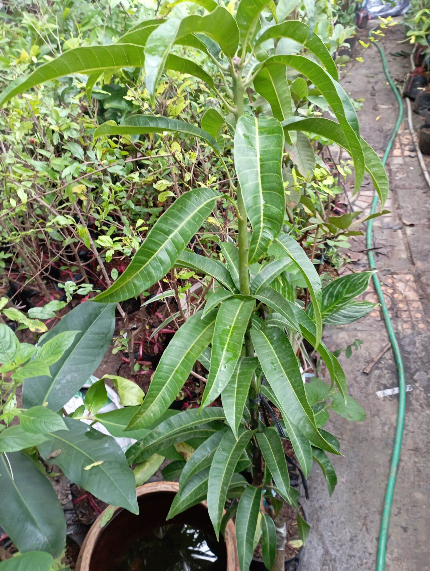 cây giống Xoài Úc