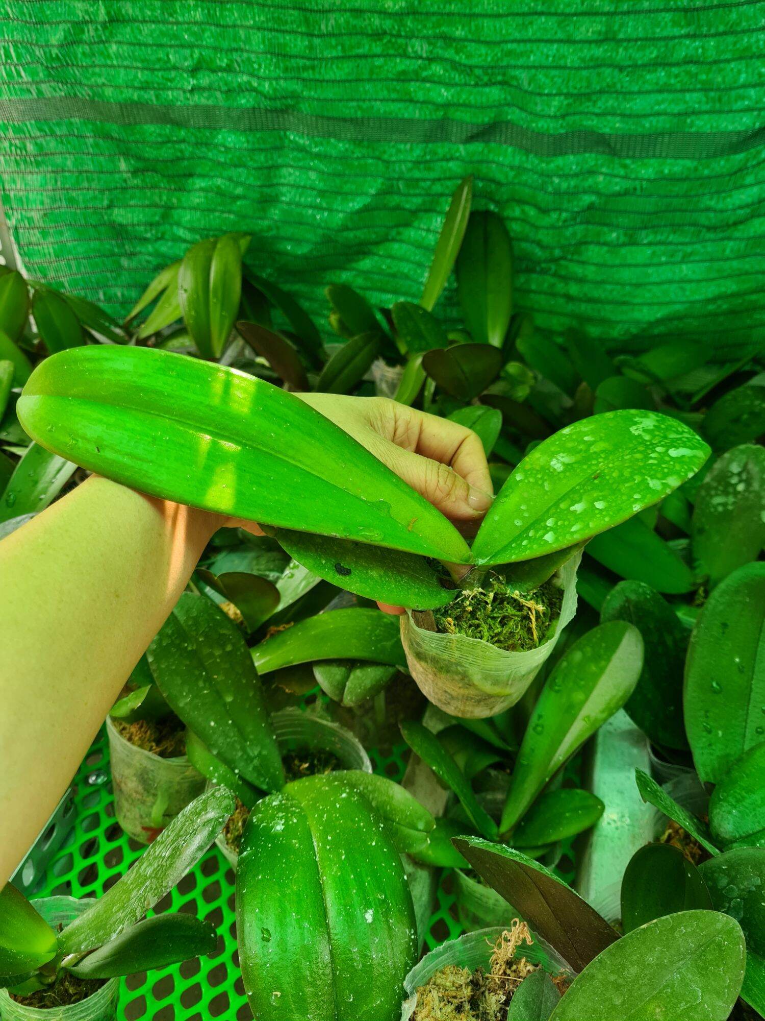 Lan hồ điệp giống cốc 2.5