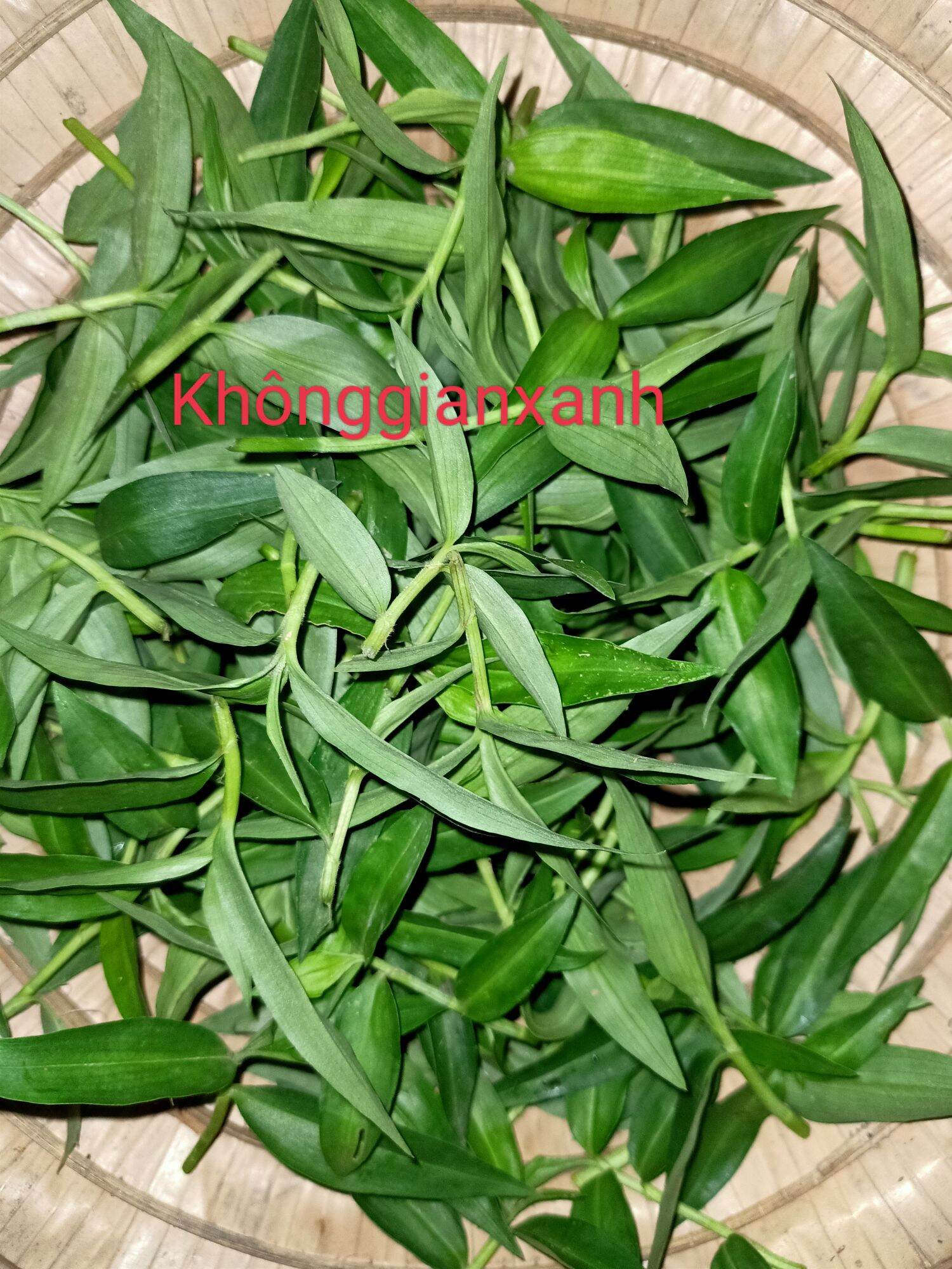 500gam Đọt Rau Trai Tươi Khách đặt mới hái