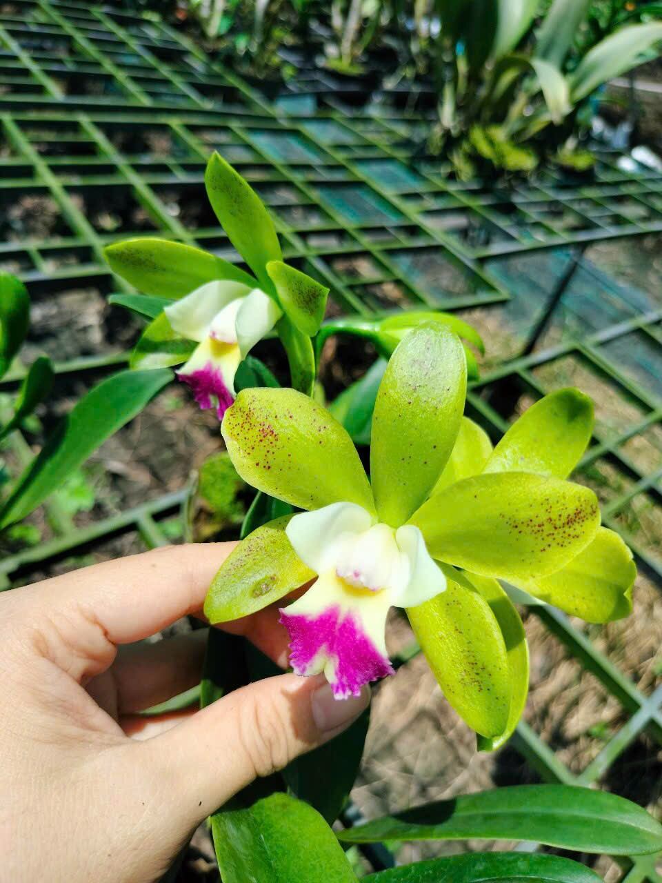 Cattleya mini Landwood đang nụ hoa thơm