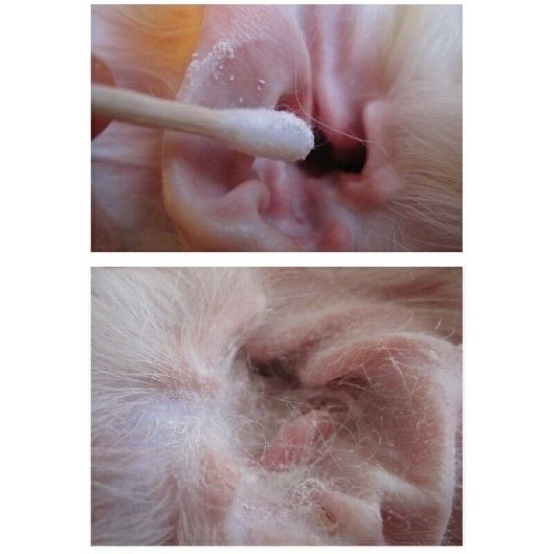 Bột Nhổ Lông Tai Petis Ear Pơder cho chó mèo