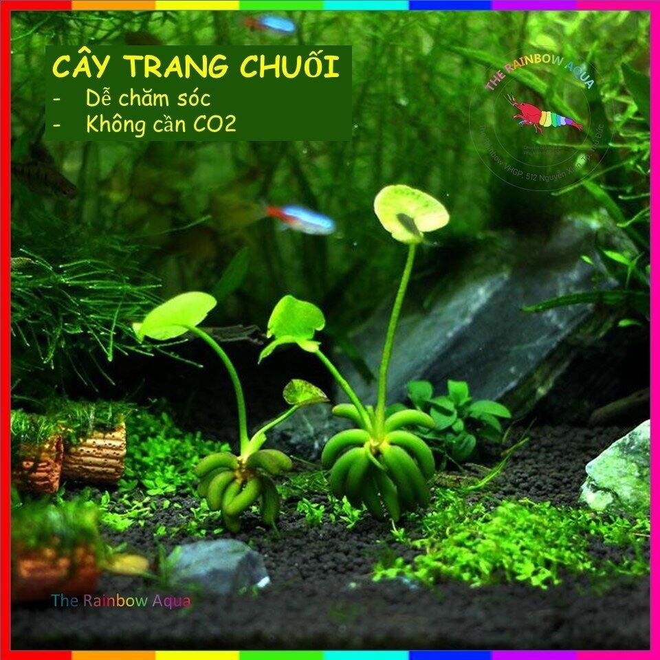 Cây Trang Chuối, cây thủy sinh đẹp dễ sống, trang trí hồ cá, tép, thủy sinh