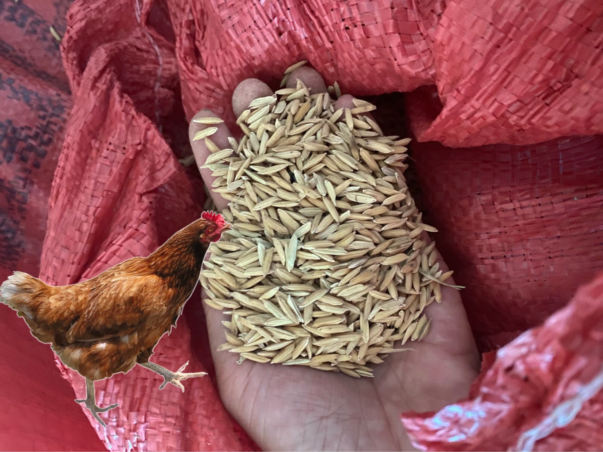 500g Lúa cho gà, chim, chuột