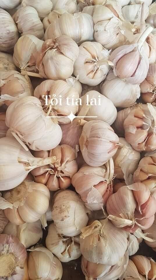 1Kg Tỏi Lai