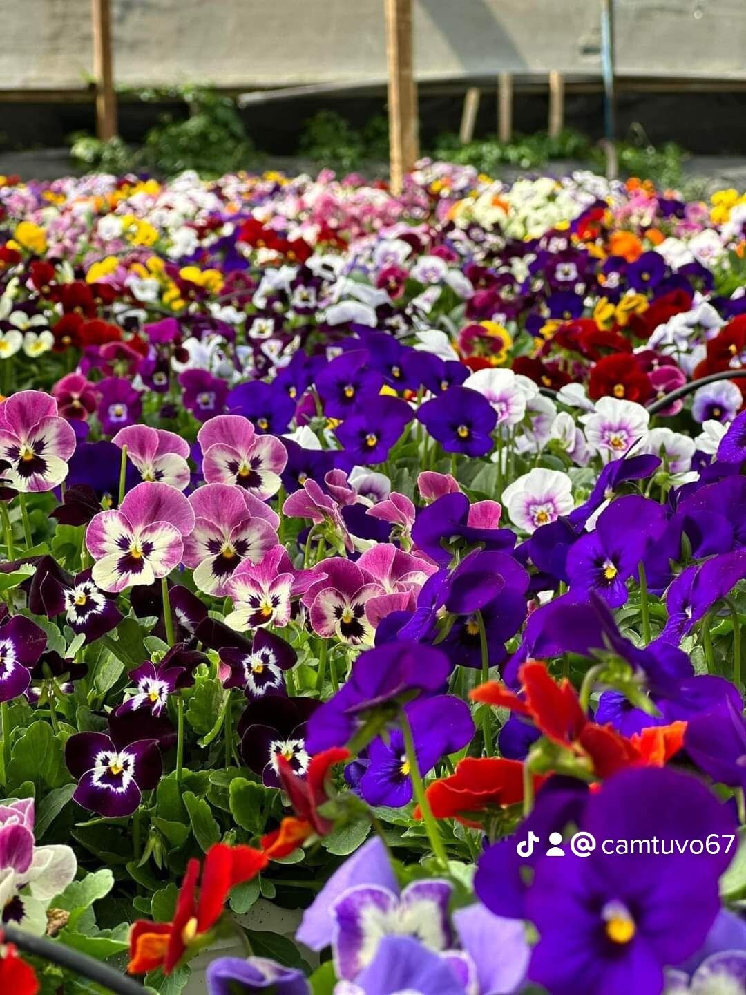 Hạt giống hoa bướm Viola