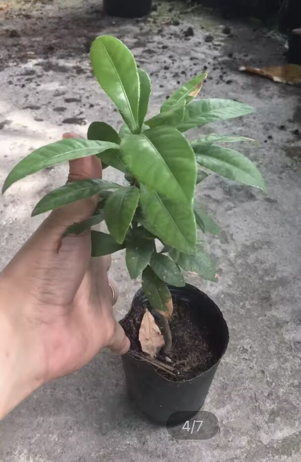 Mai tứ quý