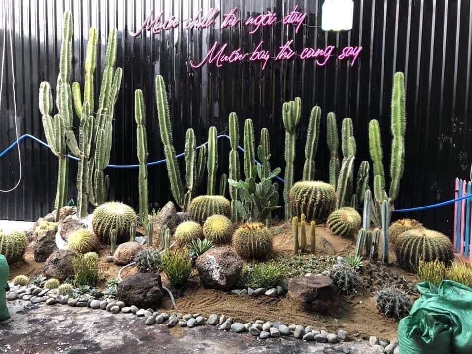 Xương rồng trụ pila catus