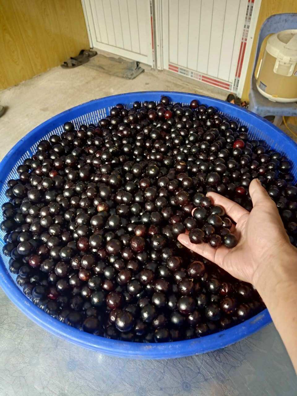 Nho thân gỗ tứ quý lá lớn combo 2cây