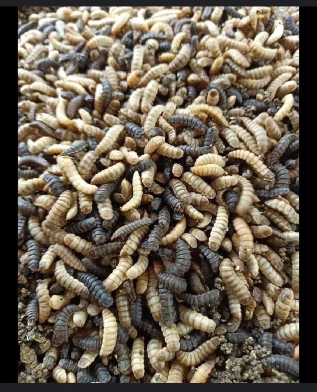 SÂU CANXI SẤY KHÔ (dùng cho bò sát hủ 100g)