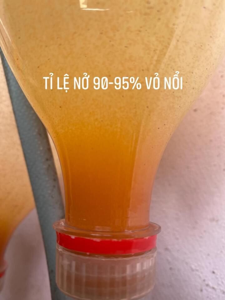 Artemia lon xanh - chiết lẻ lọ 50g
