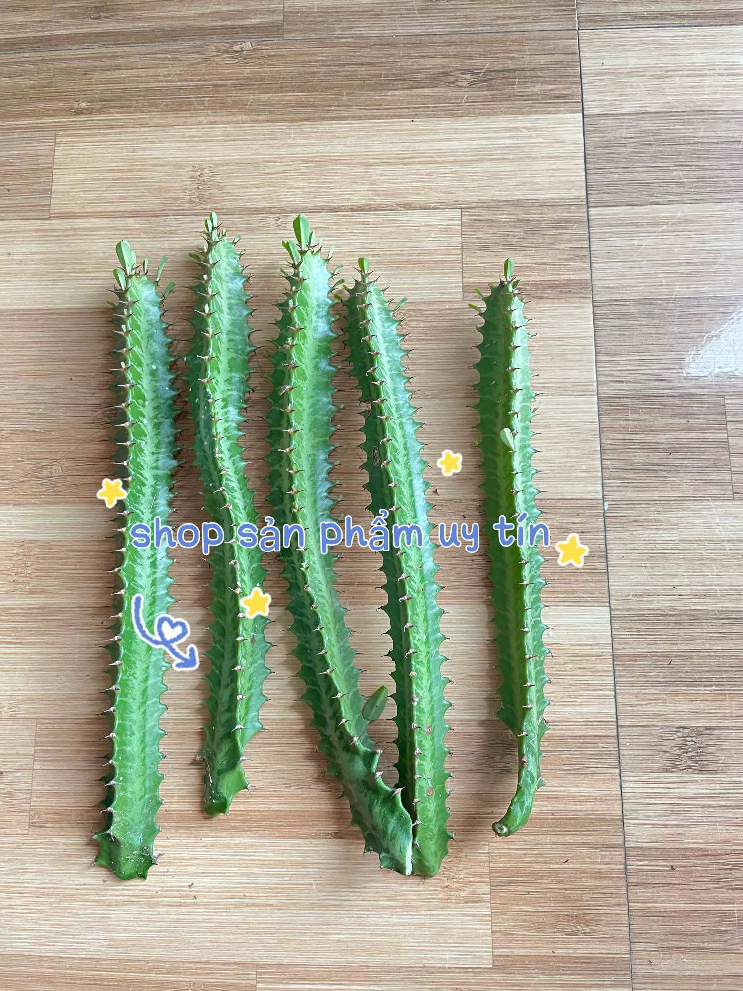 xương rồng ba cạnh thẳng