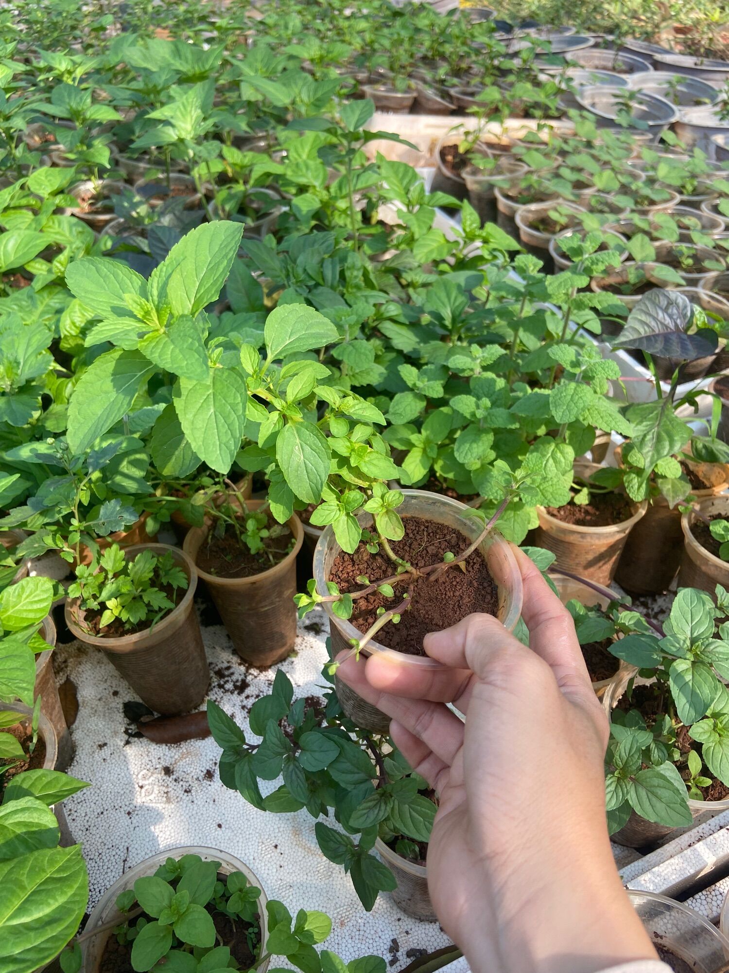 Cây giống bạc hà Pháp