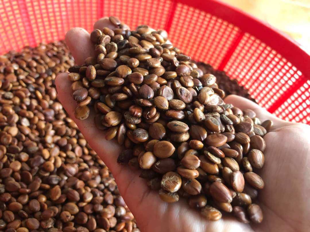 100 gram hạt giống muồng hoàng yến (muồng vàng osaka)