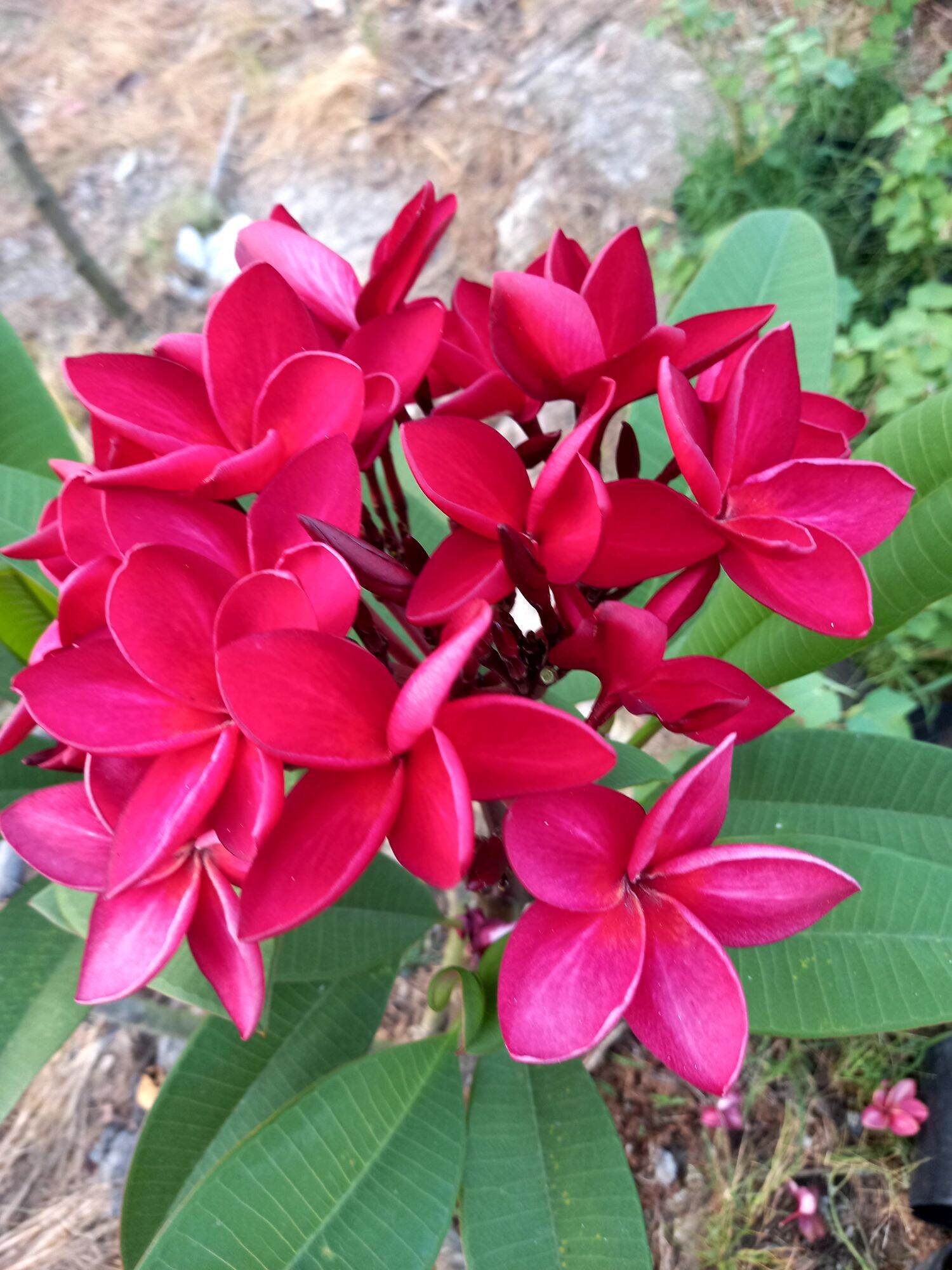 cây sứ đại đỏ hoa thơm
