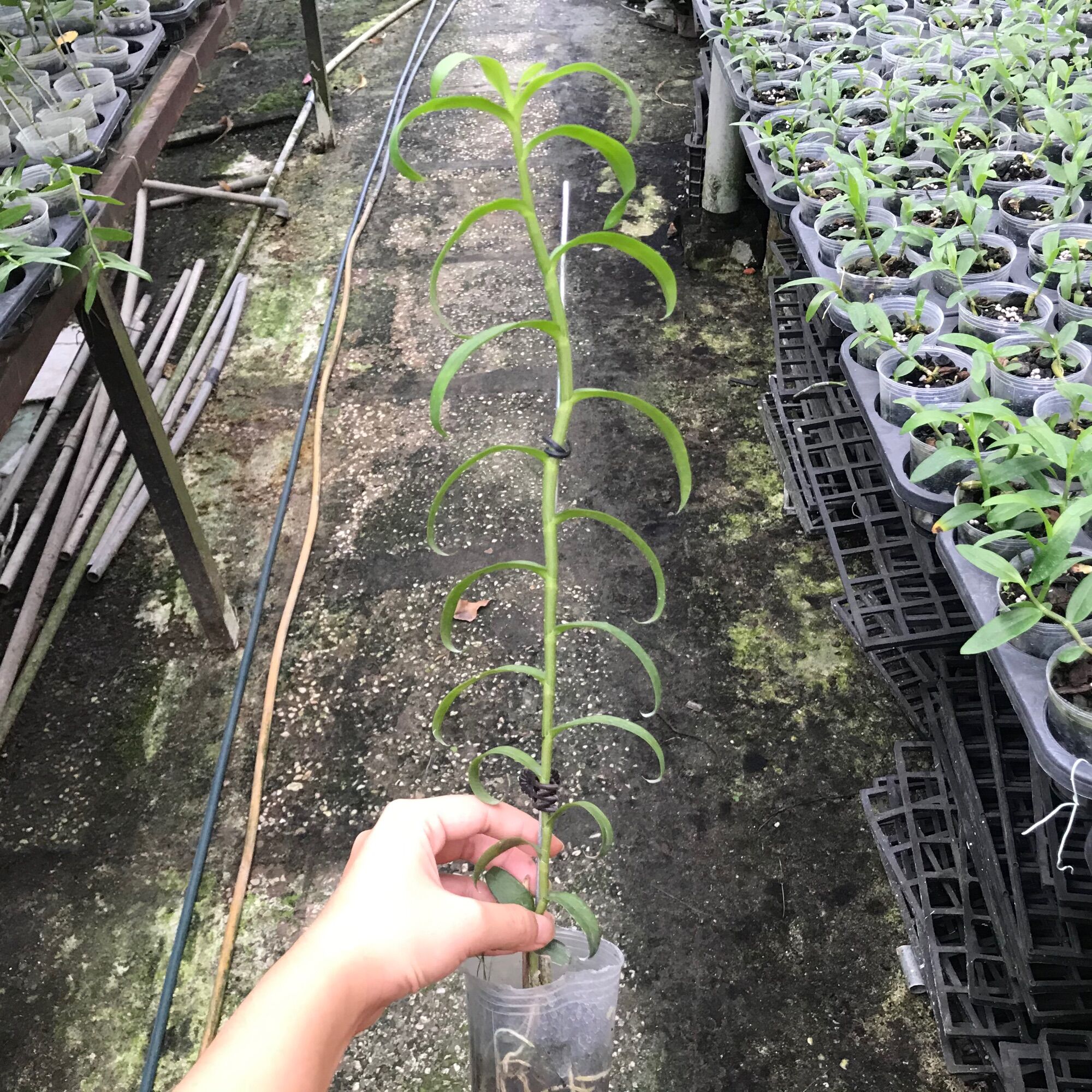 Lan Phi Điệp Chớp Mỹ