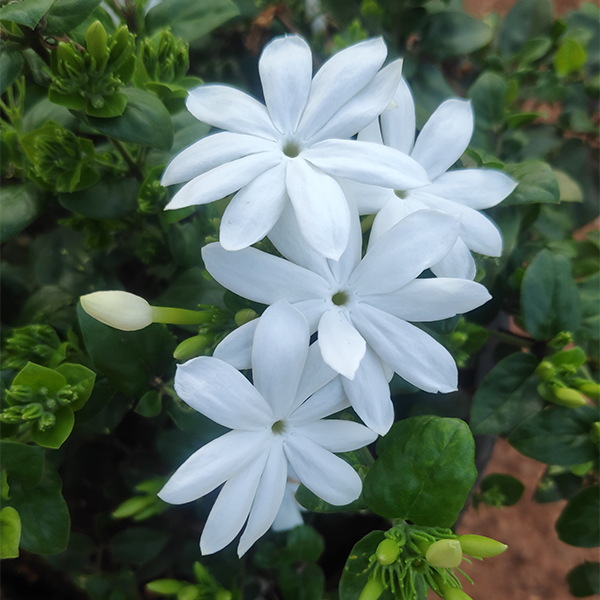Chậu giống hoa lài leo thơm (Jasminum auriculatum)