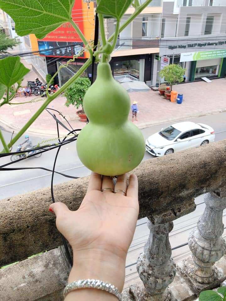 10H hạt giống bầu hồ lô
