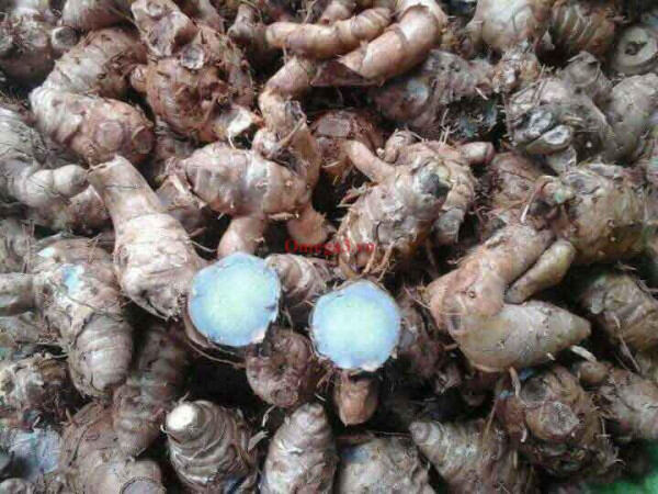 Nghệ Đen(nghệ xanh.nghệ tím) củ già làm giống 1kg