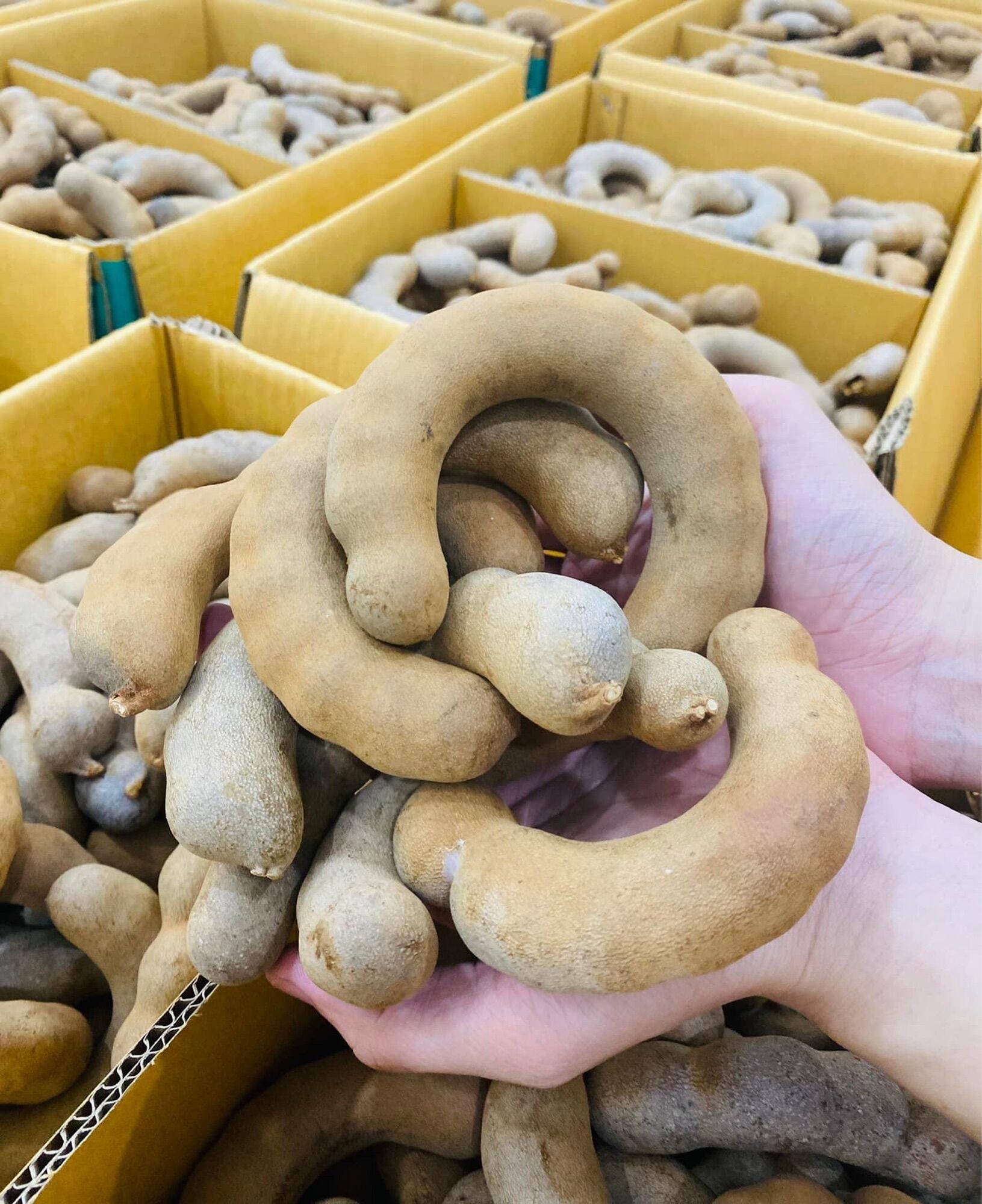 1 ký Me Thái Loại 1 Ngọt Ngon ( Trái To Như Ảnh )