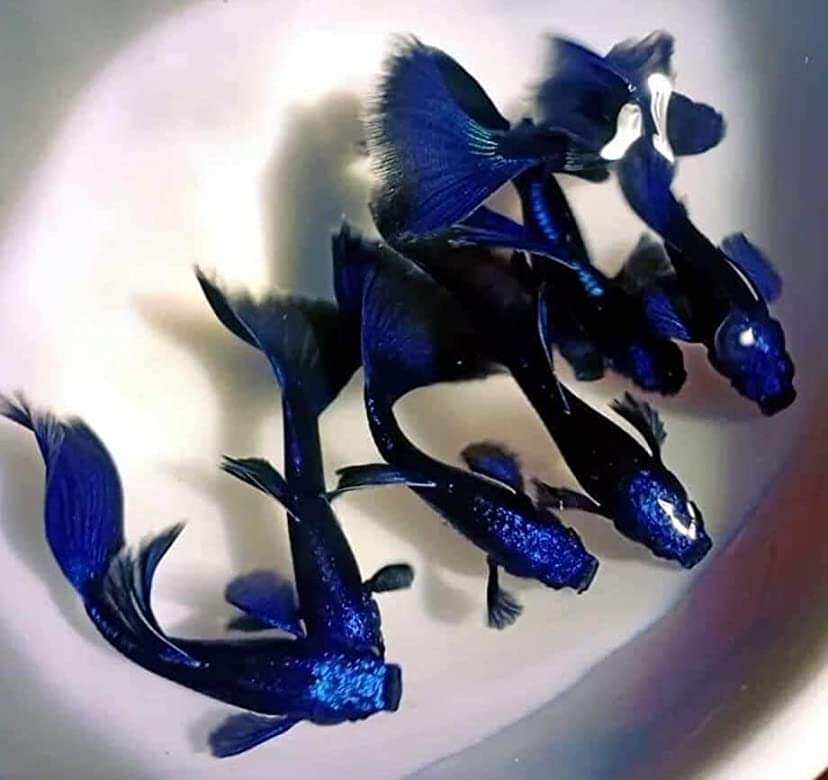 4cặp blu Tazan