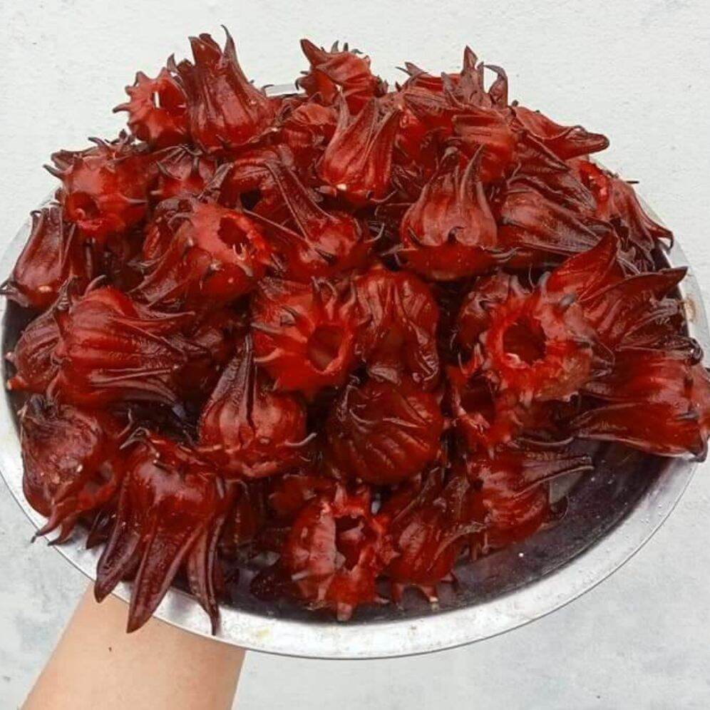 Hoa atiso đỏ tươi ( hoa bụp giấm, hibicus) dùng pha chế sirô sting đỏ, làm mứt hoa hồng)