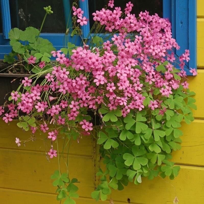 Cỏ 3 lá