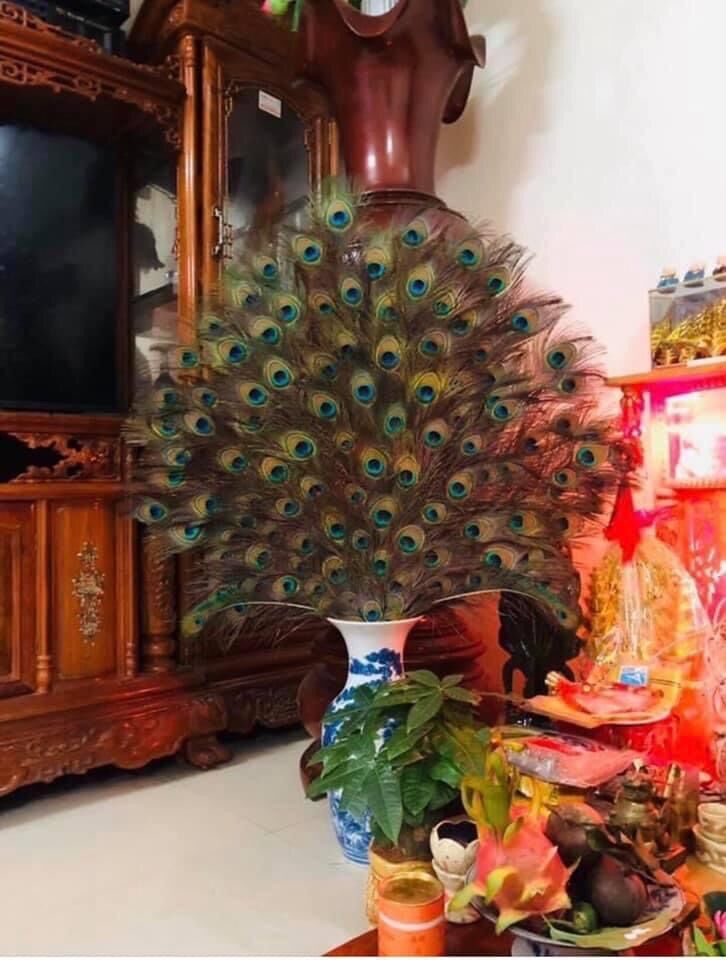 Lông công thật